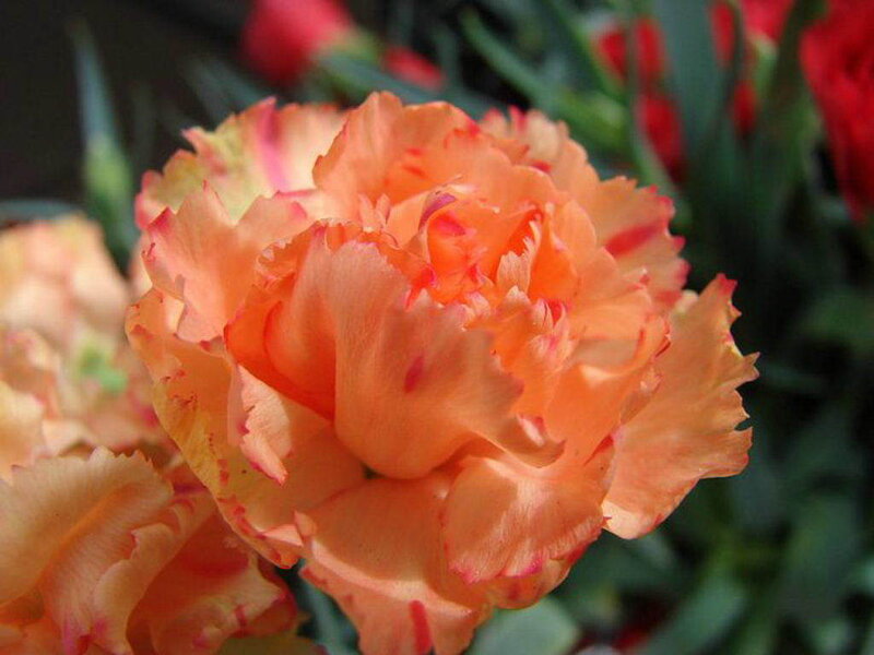 orange carnation flower