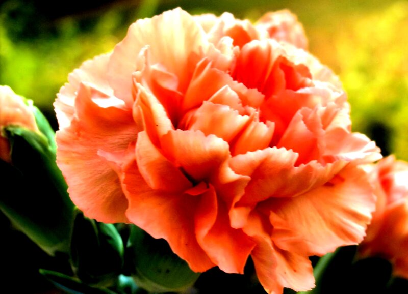 Orange Carnation Flower — Vibrant