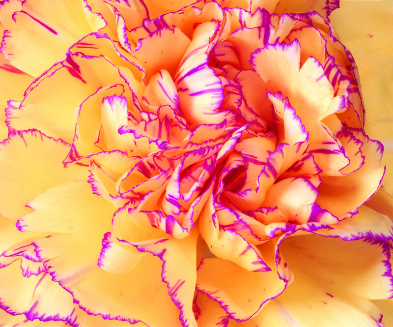 Orange Carnation Flower — Yellow