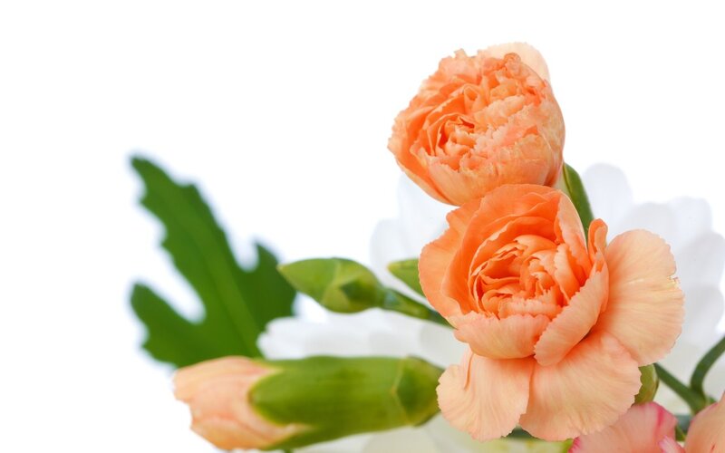 Orange Carnations — Calm