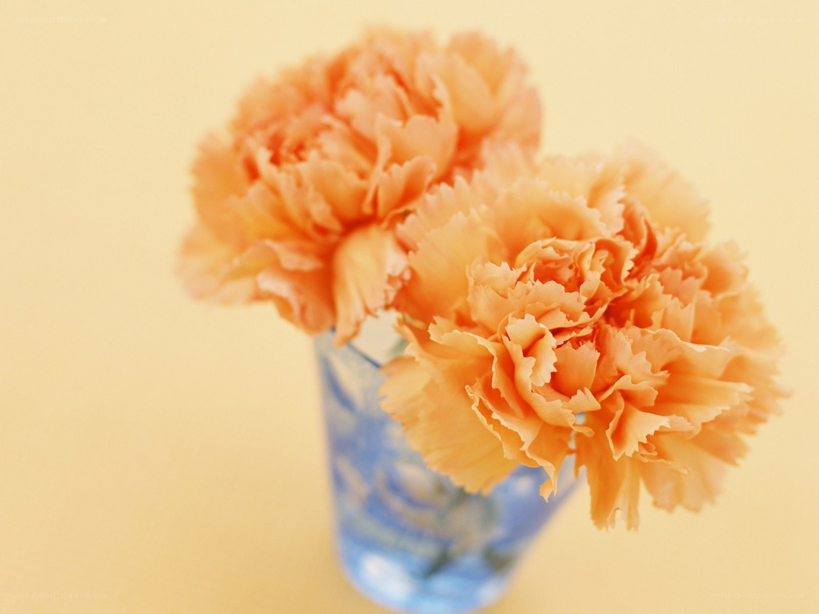 orange carnations in a vase