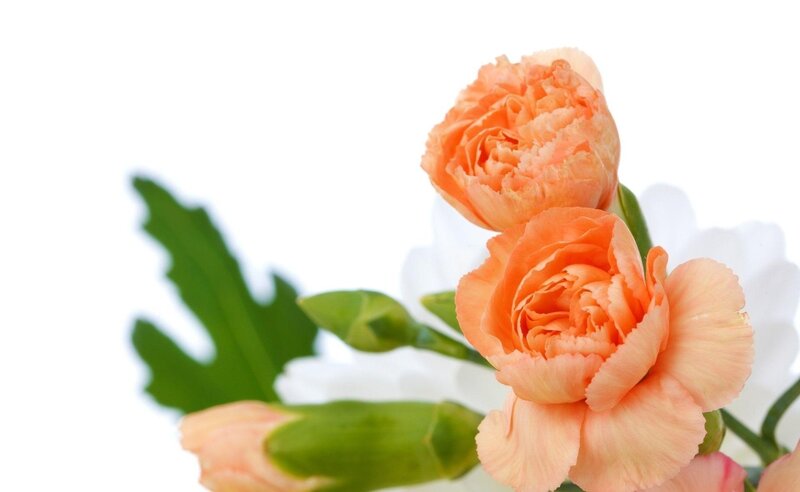 Orange carnations on white