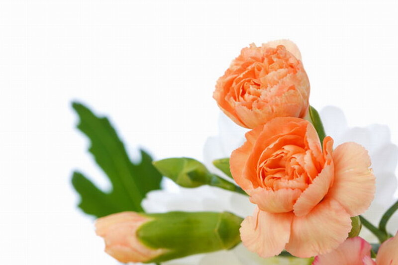 Orange Carnations