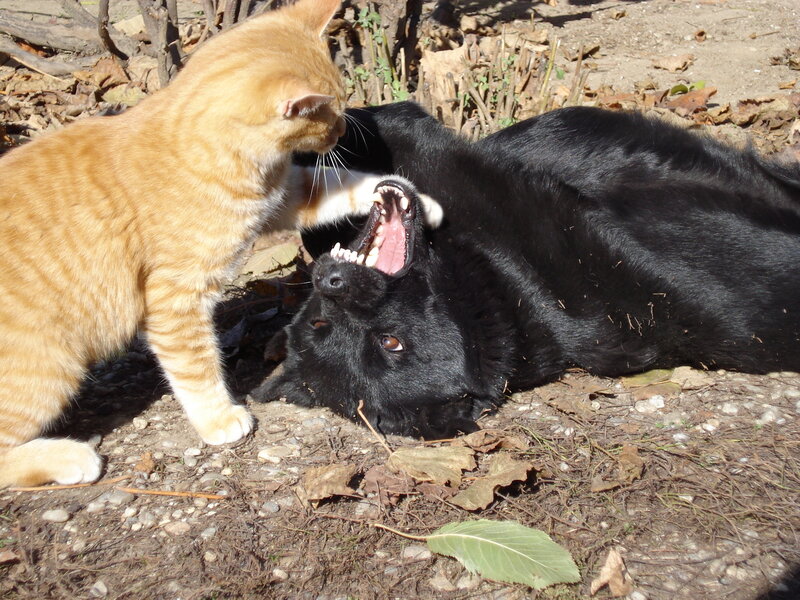Orange Cat and Black Dog — Playful