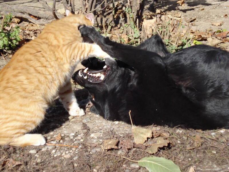 Orange Cat and Black Dog