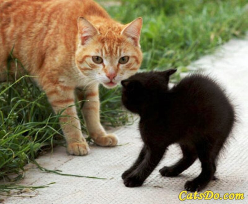 Orange Cat and Black Kitten