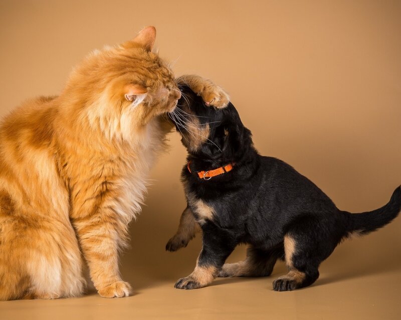Orange Cat and Black Puppy — Brown