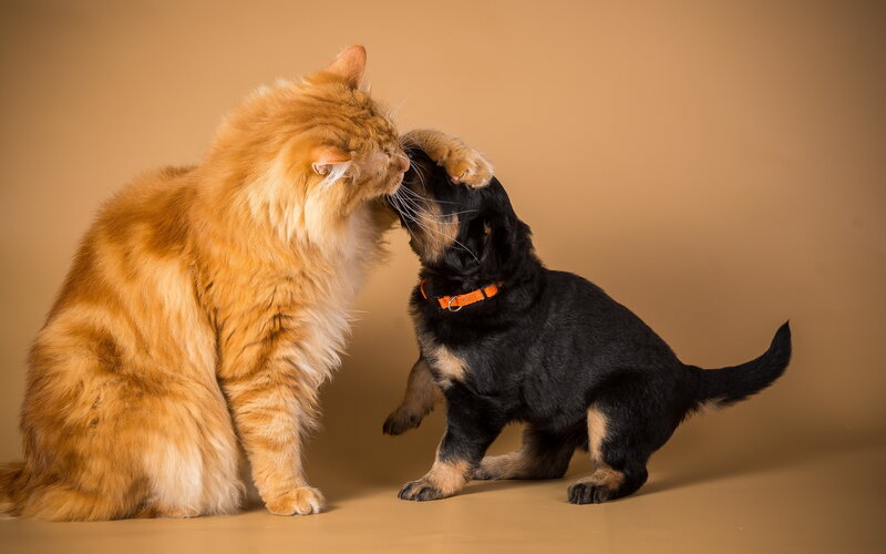 Orange Cat and Black Puppy