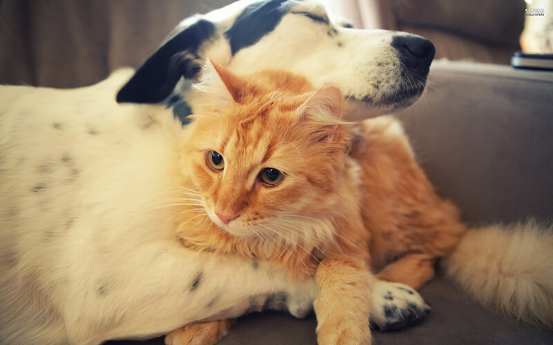 Orange Cat and Dog — Calm, Photograph, Couch