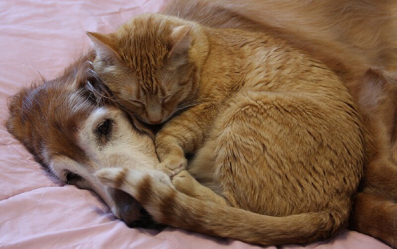 Orange Cat and Dog