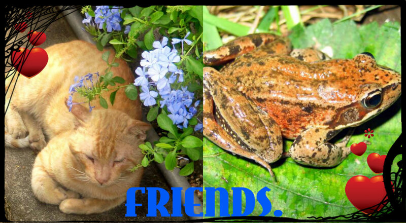Orange Cat and Frog