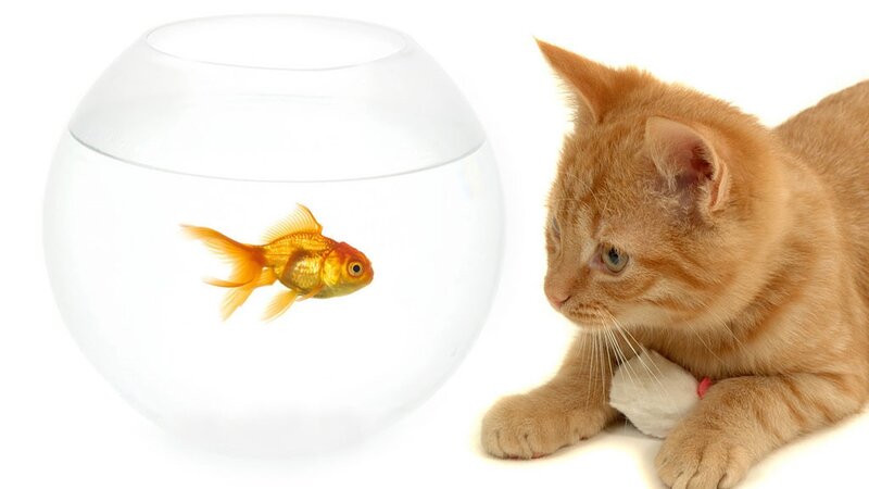 Orange Cat and Goldfish — Calm, Photograph, Fishbowl, White, Yellow