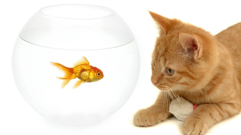 Orange Cat and Goldfish — Calm, Photograph
