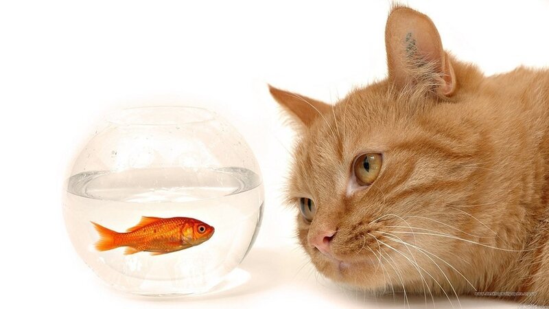 Orange Cat and Goldfish — Calm