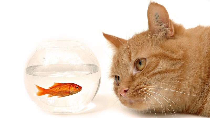 Orange Cat and Goldfish — Curious, Photograph, Bowl