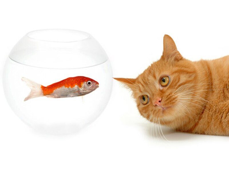 Orange Cat and Goldfish — Curious, Photograph