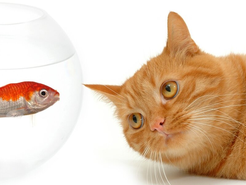 Orange Cat and Goldfish — Curious