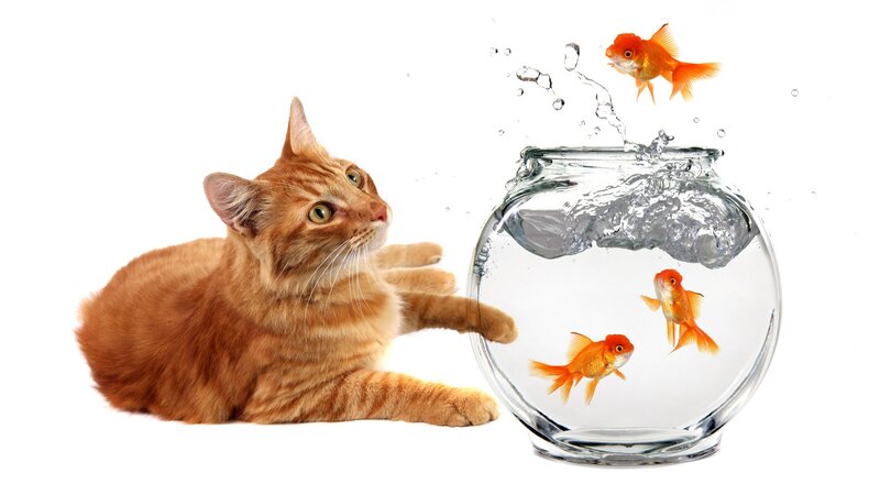 Orange Cat and Goldfish — Playful, Photograph