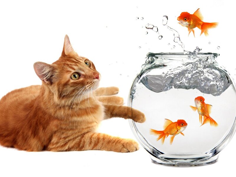 Orange Cat and Goldfish — Playful