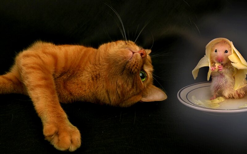 Orange Cat and Hamster