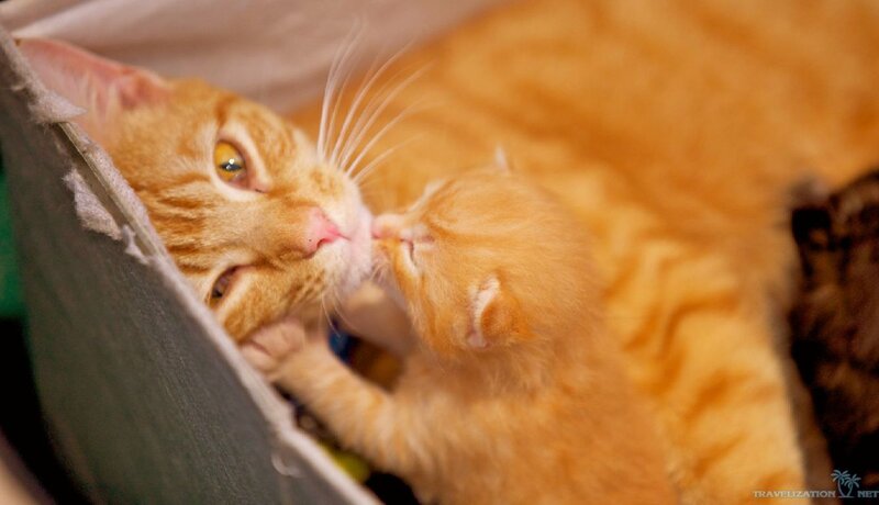 Orange Cat and Kitten — Affectionate
