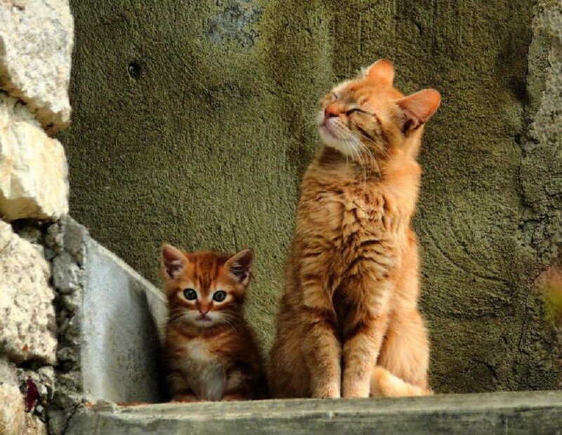 Orange Cat and Kitten — Calm, Afternoon