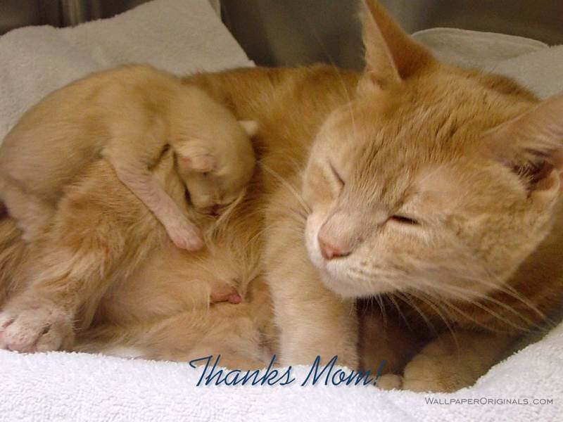 Orange Cat and Kitten — Calm