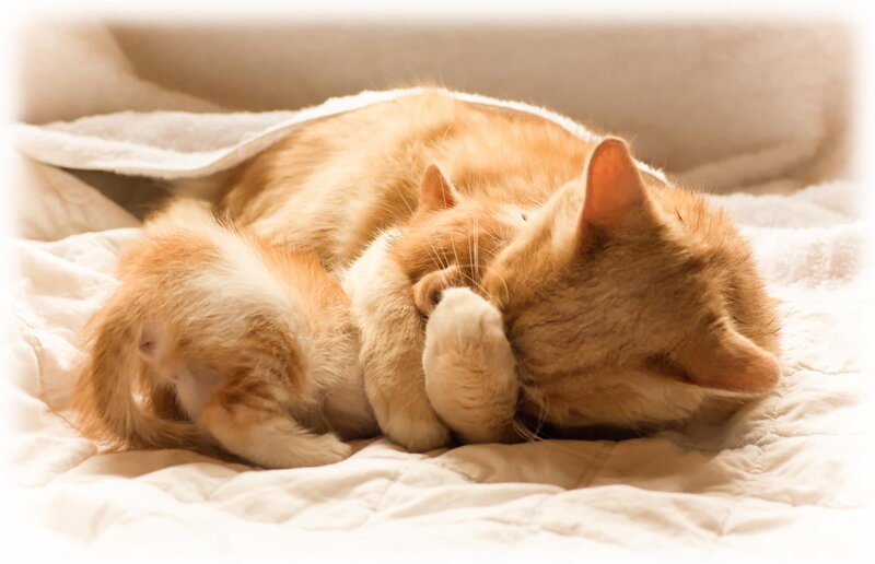 Orange Cat and Kitten — Peaceful