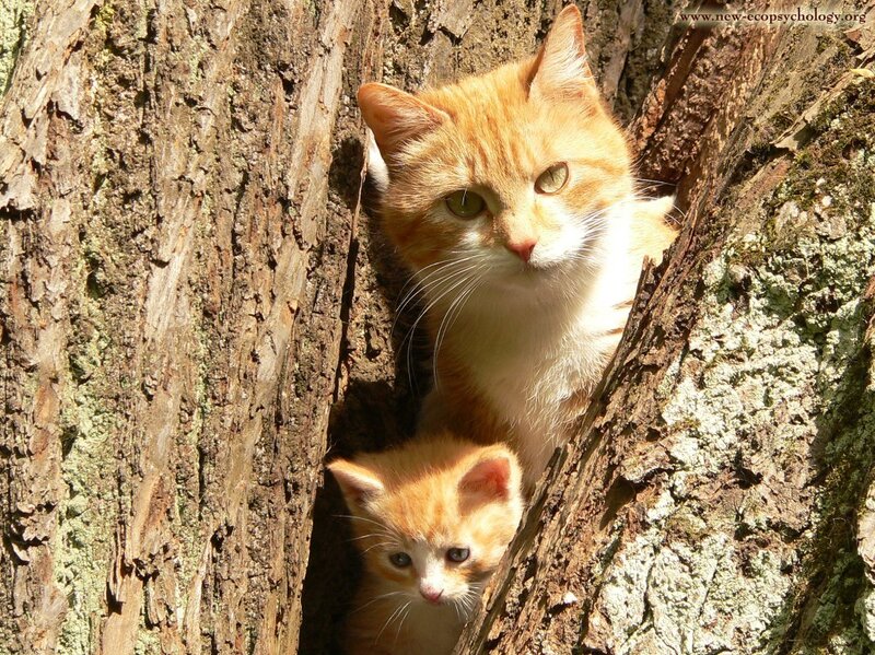 Orange Cat and Kitten