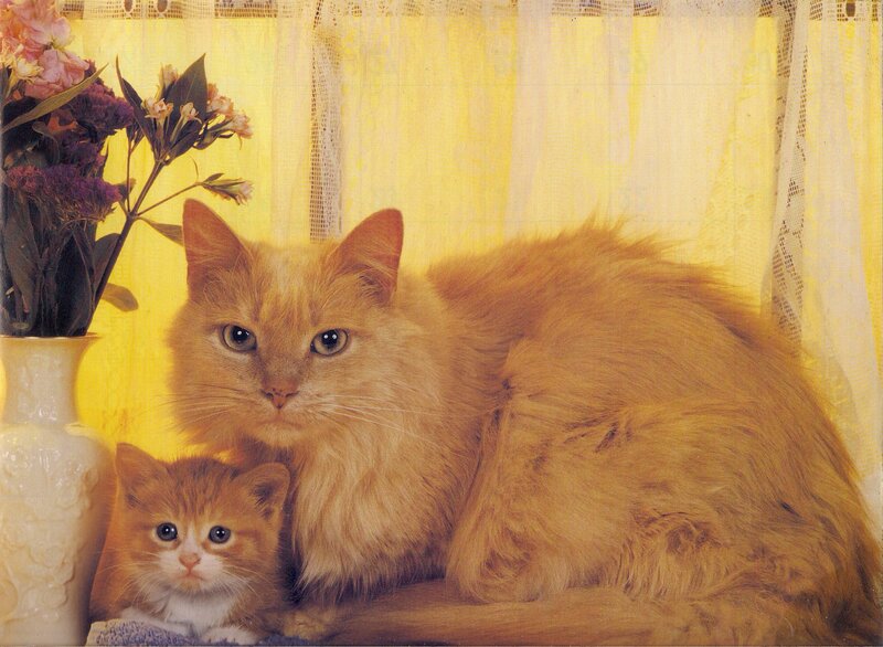 Orange Cat and Kitten — Yellow