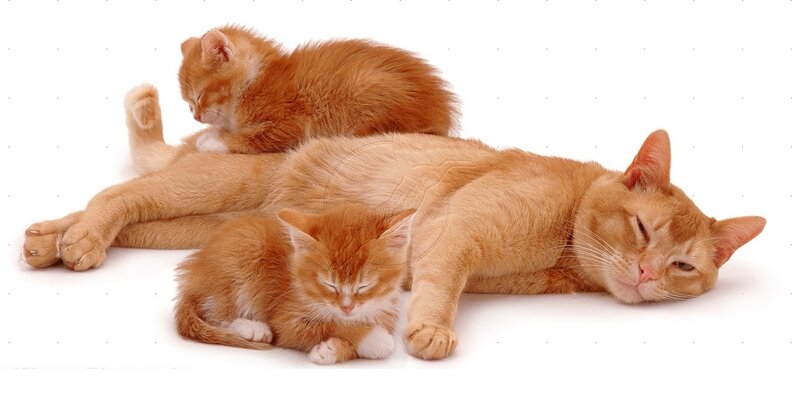 Orange Cat and Kittens