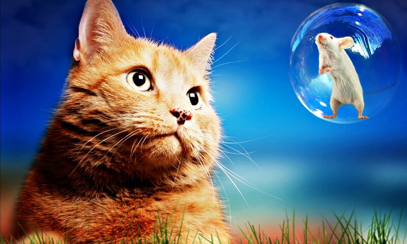 Orange Cat and Mouse — Blue