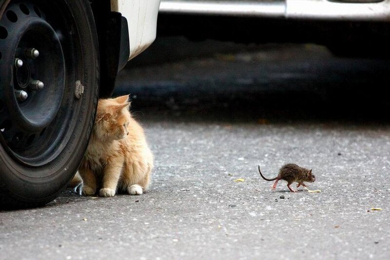 Orange Cat and Mouse — Calm