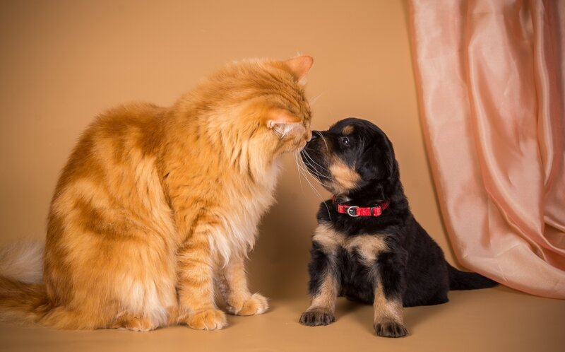Orange Cat and Puppy