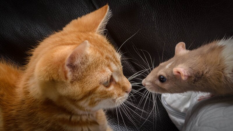 Orange Cat and Rat