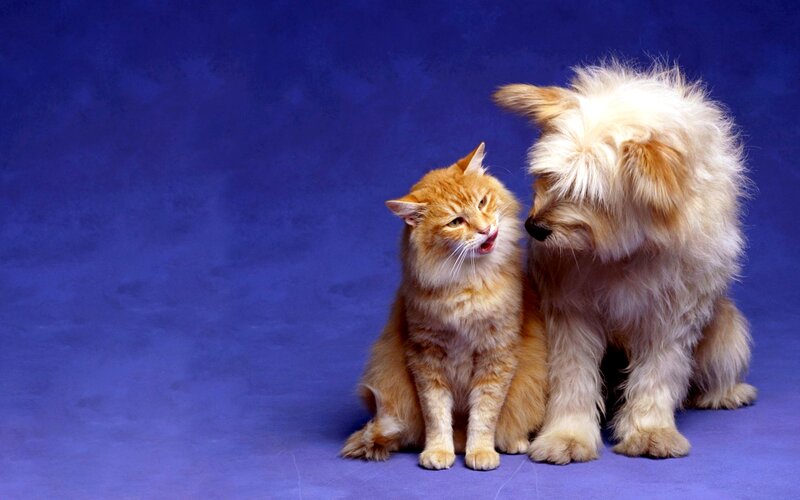 Orange Cat and White Dog