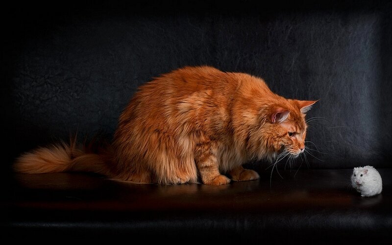 Orange Cat and White Hamster