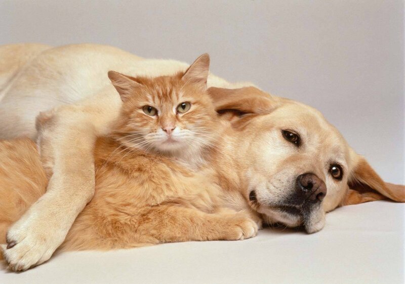 Orange Cat and Yellow Dog