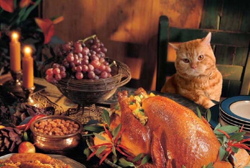 Orange Cat at Dinner Table