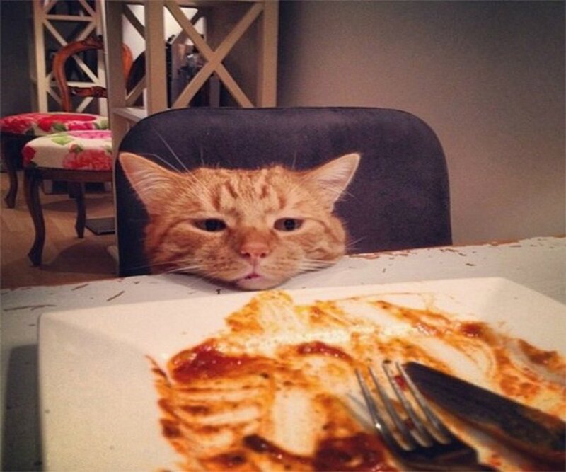 Orange Cat at Table