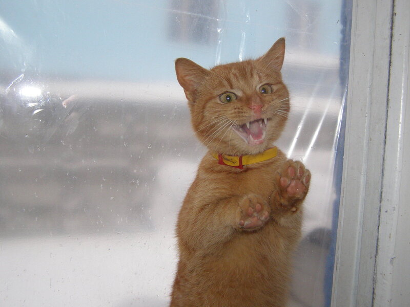 Orange Cat at Window — Alert