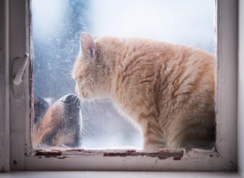 Orange Cat at Window — Calm