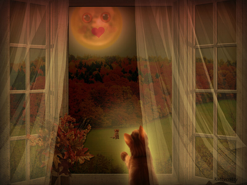 Orange Cat at Window