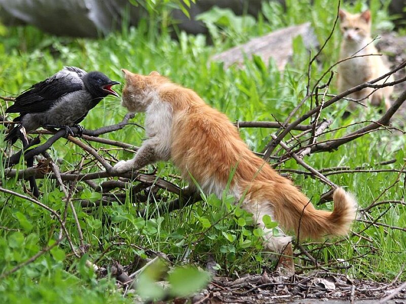 Orange Cat Attacking Bird