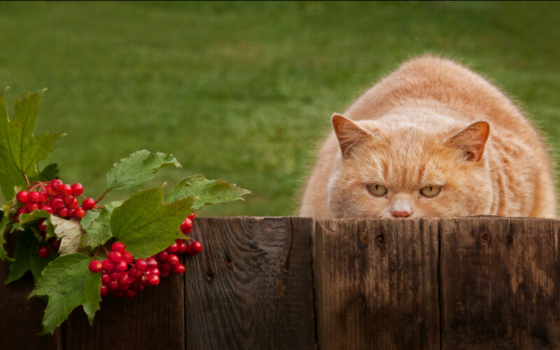 Orange Cat Behind Fence — Calm