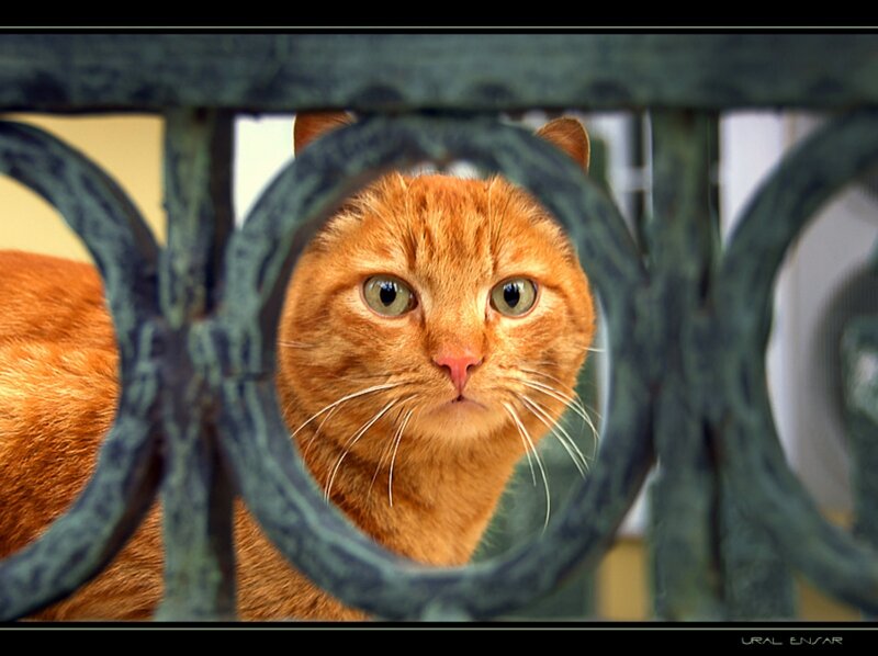 Orange Cat Behind Fence