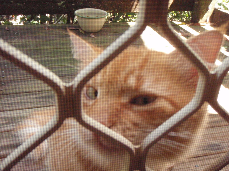 Orange Cat Behind Screen