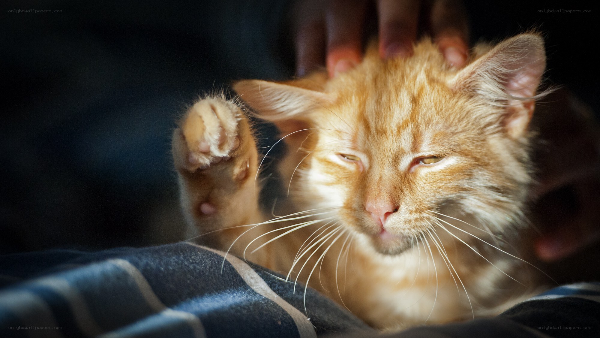 Orange cat being petted