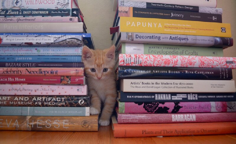 Orange Cat Between Books