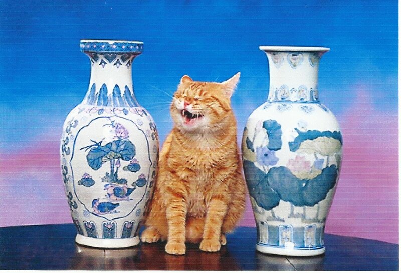 Orange Cat Between Vases